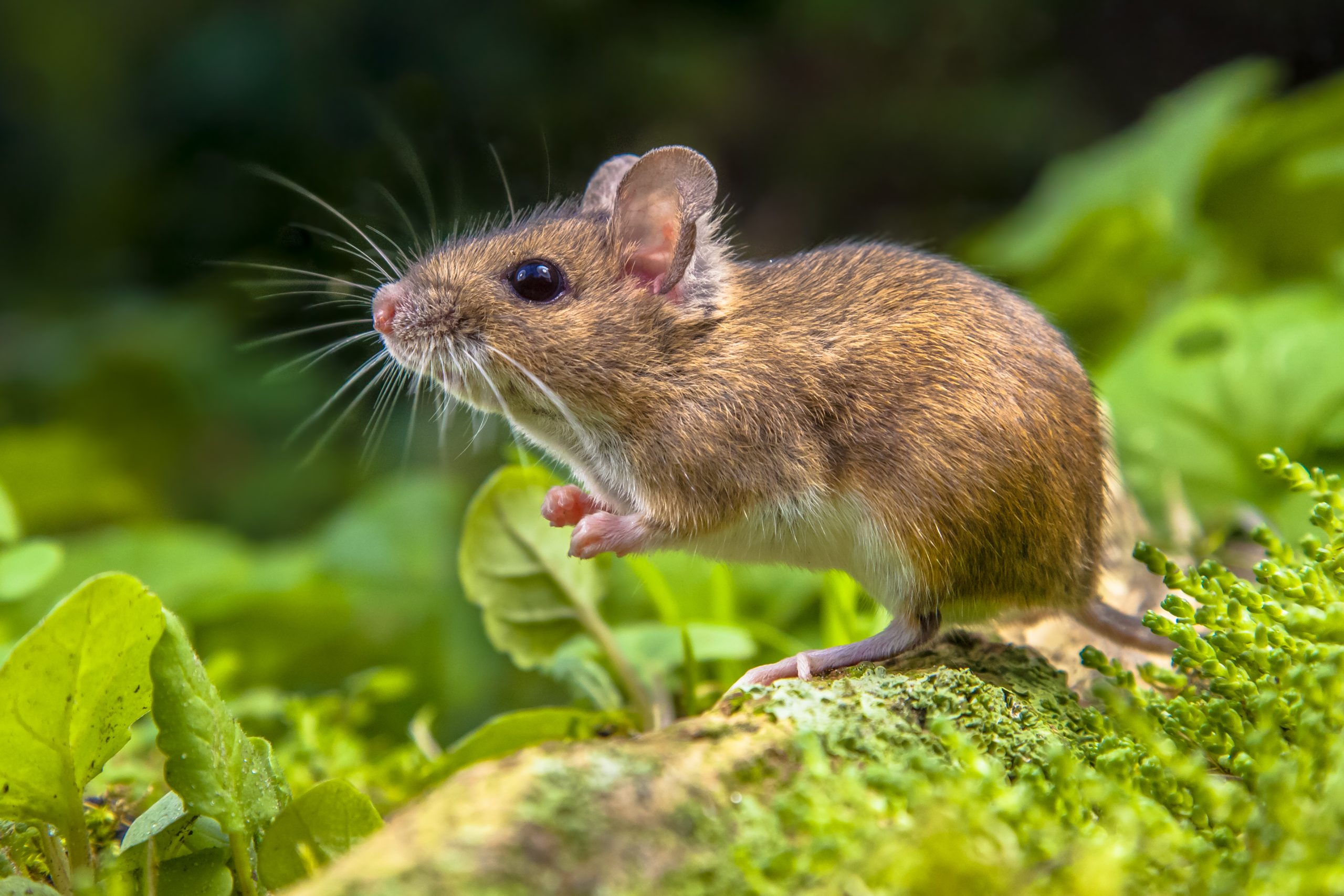 adorable-brown-mouse-standing-on-mossy-green-rock-2026-03-24-09-55-44-utc-scaled