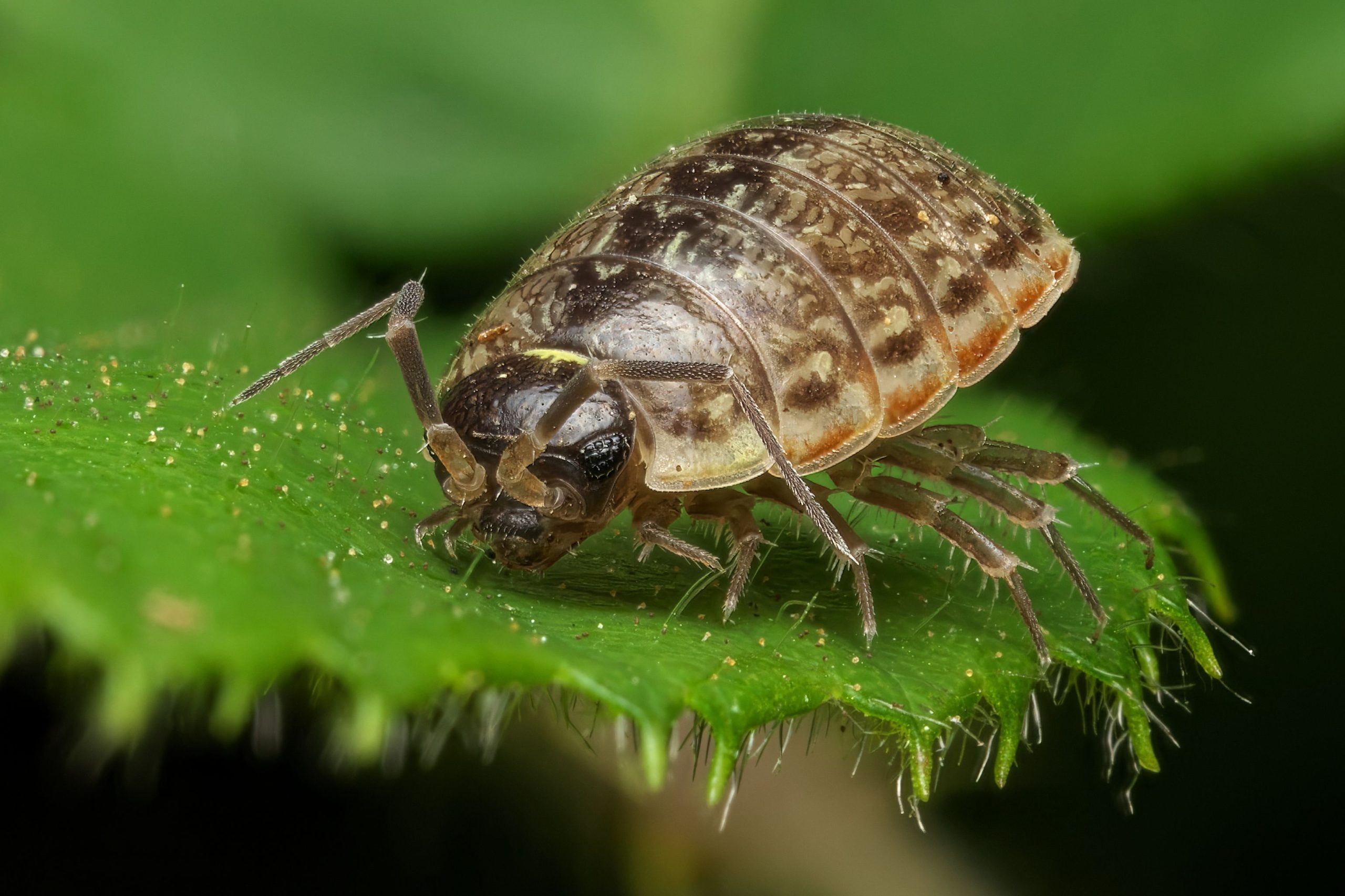 Macro shot of a pill bug (Armadillidiidae) on a green leaf, showcasing its detailed exoskeleton and antennae.